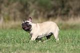 BOULEDOGUE FRANCAIS 589